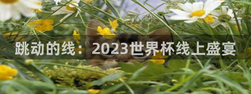 欧洲世界杯预选赛：跳动的线：2023世界杯线上盛宴